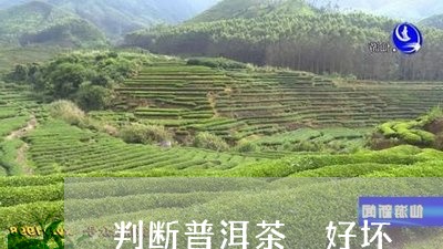 判断普洱茶 好坏/2023041176359